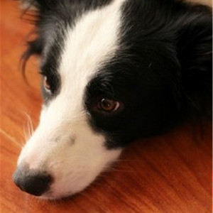 德国老妇女A片一级
